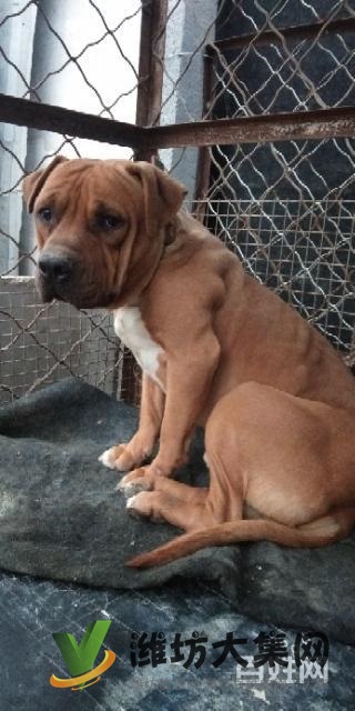 2歲大頭比特種公借配或出售