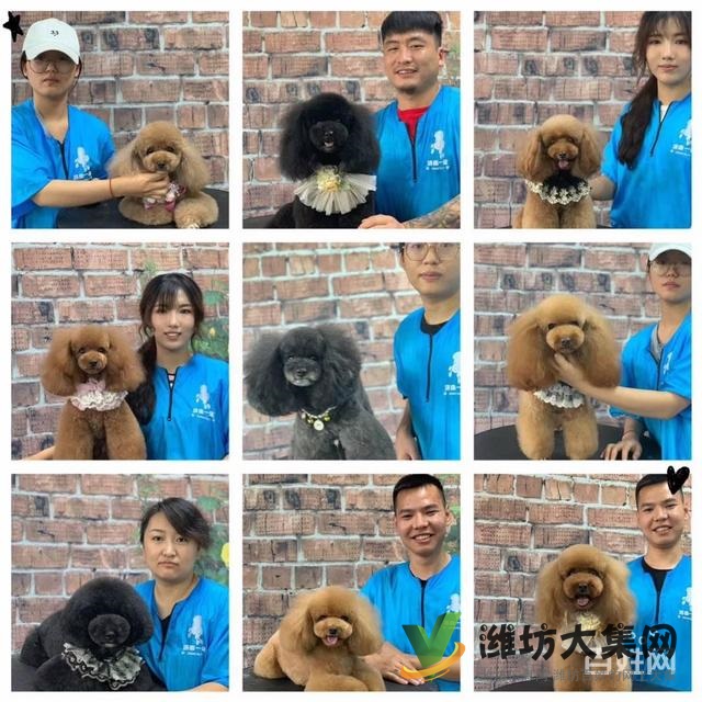 濰坊寵物美容培訓中心怎么選|一諾寵物美容師培訓