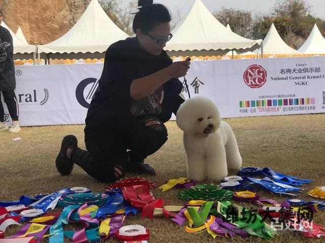 濰坊寵物美容培訓中心怎么選|一諾寵物美容師培訓