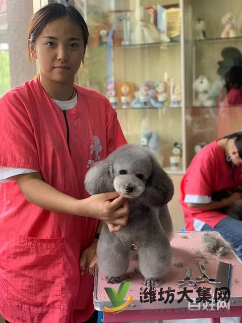 濰坊寵物美容培訓中心怎么選|一諾寵物美容師培訓