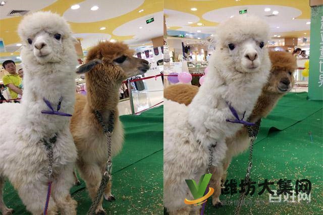 濰坊海洋生物租賃、萌寵動(dòng)物租賃，百鳥展出租