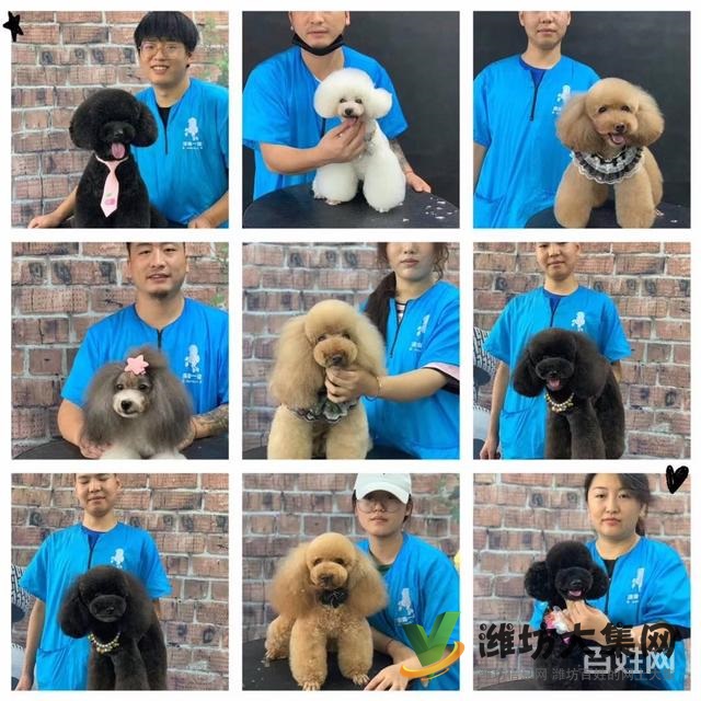 濰坊寵物美容培訓中心怎么選|一諾寵物美容師培訓