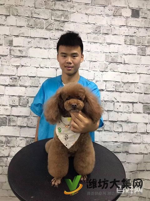 濰坊寵物美容培訓中心怎么選|一諾寵物美容師培訓